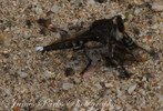 photo thumbnail #12
