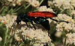 photo thumbnail #14