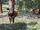 photo thumbnail #5
