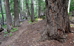 photo thumbnail #15