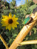 photo thumbnail #7