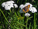 photo thumbnail #11