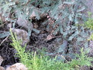 photo thumbnail #12