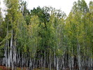 photo thumbnail #13