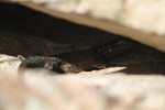 photo thumbnail #15