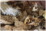 photo thumbnail #12