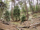 photo thumbnail #8