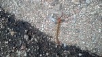 photo thumbnail #15