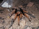photo thumbnail #6