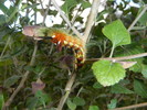 photo thumbnail #9