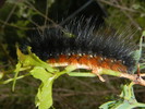 photo thumbnail #10