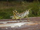 photo thumbnail #11
