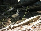 photo thumbnail #15