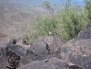 photo thumbnail #3