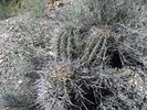 photo thumbnail #4