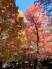 photo thumbnail #12