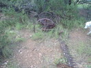 photo thumbnail #15
