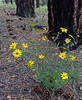 2013-08-30 :2: Cape Final Trail :: tibber
