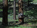 photo thumbnail #8