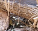 photo thumbnail #9