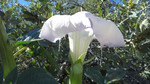 photo thumbnail #15