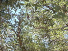 2013-06-14 :2: Bull Basin Loop - Eastern Superstitions :: FOTG