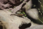 photo thumbnail #15