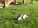 photo thumbnail #1