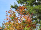 photo thumbnail #9