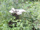 photo thumbnail #14
