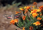 Featured Detail Photo