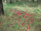 photo thumbnail #7
