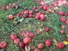 photo thumbnail #8
