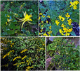 2013-09-28 :1: Butterfly Trail #16 - Catalina :: tibber