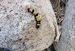photo thumbnail #12