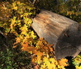 photo thumbnail #6