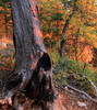 photo thumbnail #11