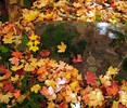 photo thumbnail #12