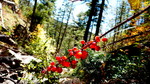 photo thumbnail #11