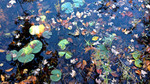 photo thumbnail #12