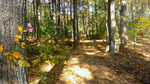 photo thumbnail #14