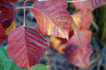 photo thumbnail #12