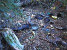 photo thumbnail #9