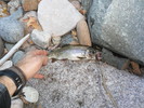 photo thumbnail #12