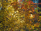 photo thumbnail #13