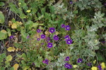 photo thumbnail #12