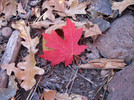 photo thumbnail #4