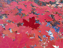 photo thumbnail #13