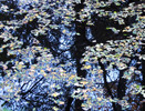 photo thumbnail #15
