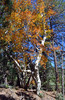 photo thumbnail #15